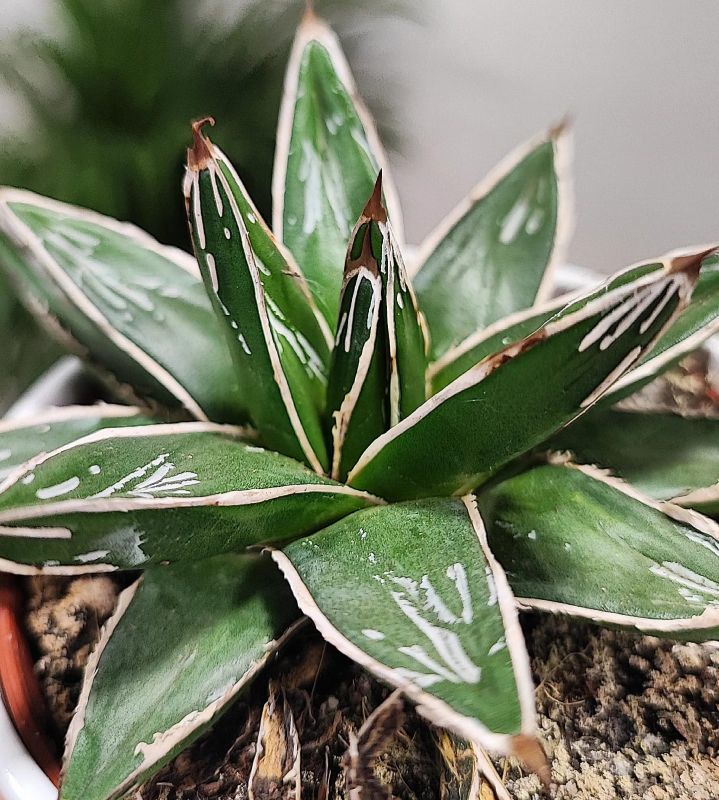 Agave Victoriae-reginae