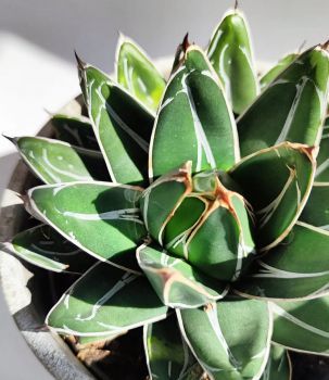 Agave Victoriae-reginae