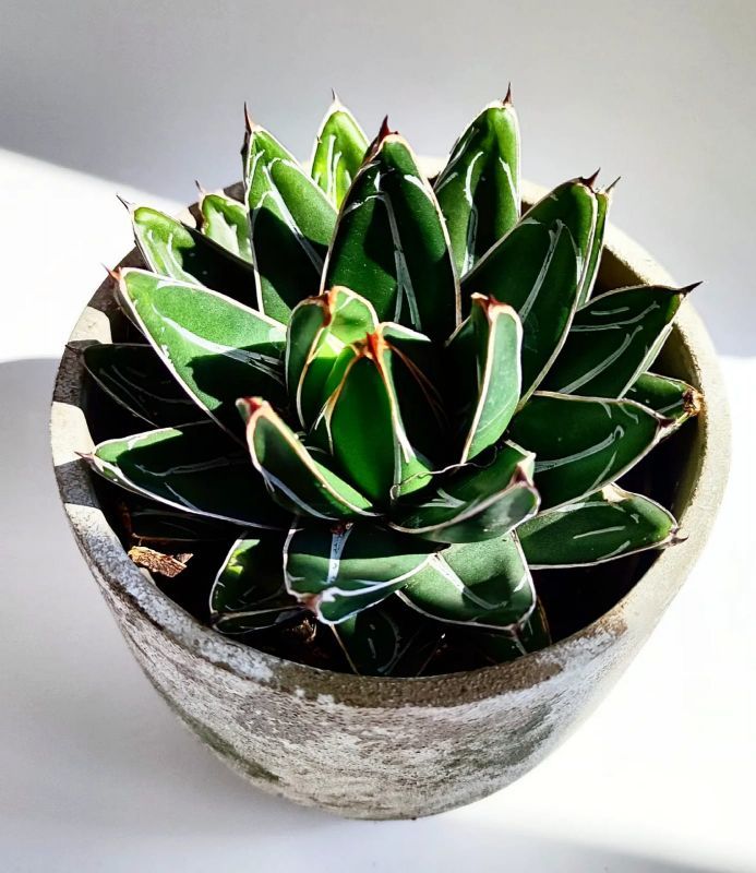 Agave Victoriae-reginae