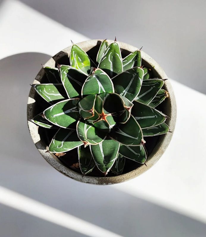 Agave Victoriae-reginae