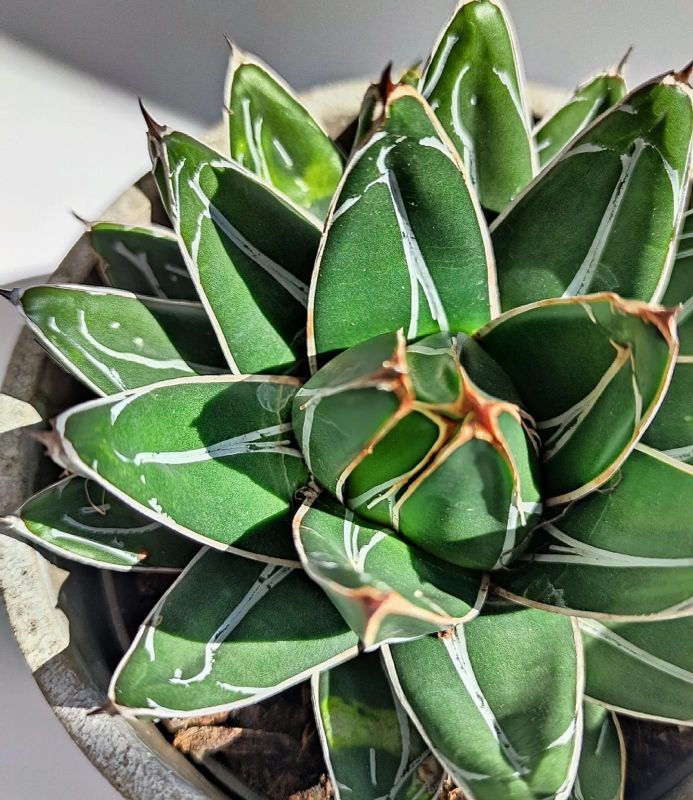Agave Victoriae-reginae