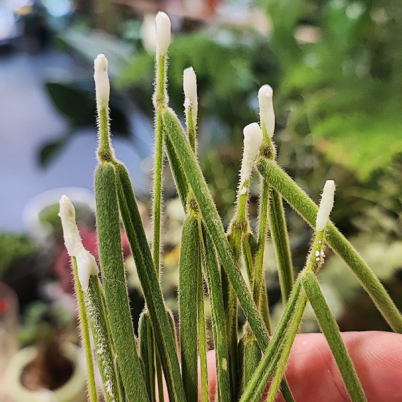 Hoya Linearis řízek k zakořeněni