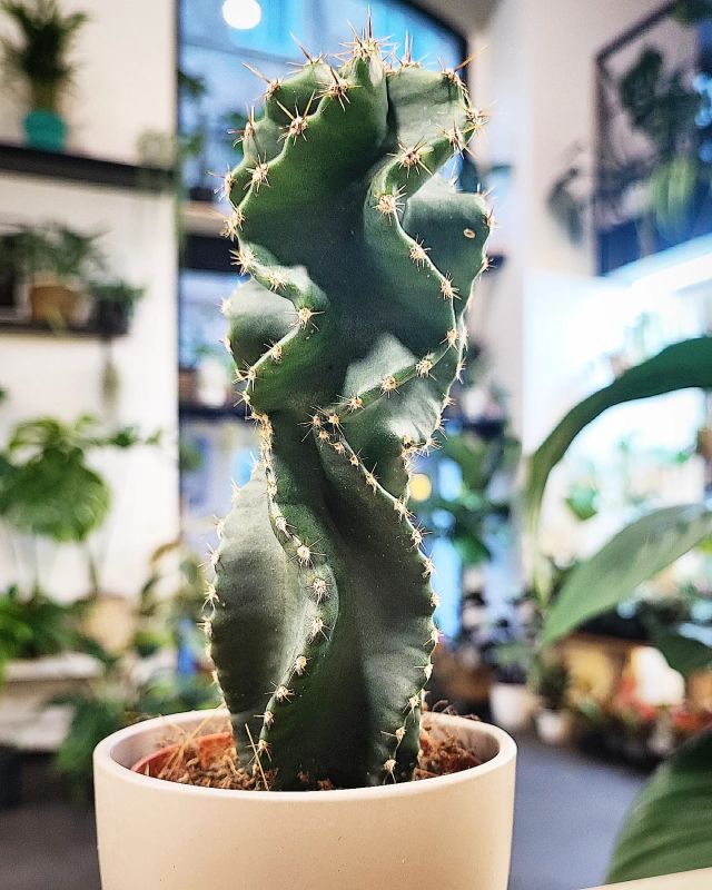 Cereus Peruvanius Tortuous
