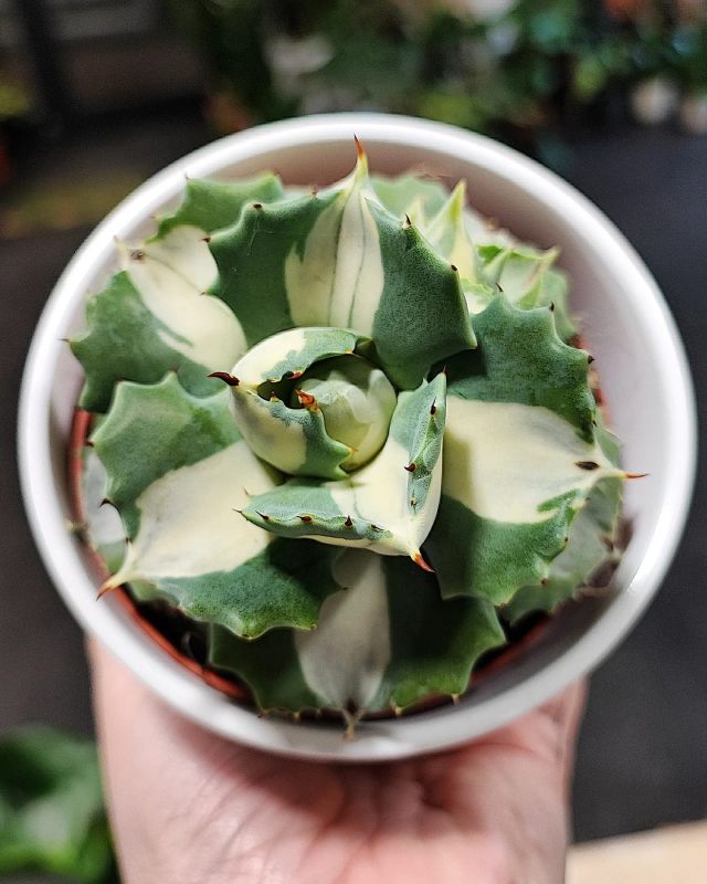 Agáve Butterfly Variegated.  Mediopicta Alba
