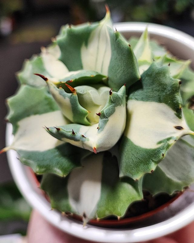 Agáve Butterfly Variegated.  Mediopicta Alba
