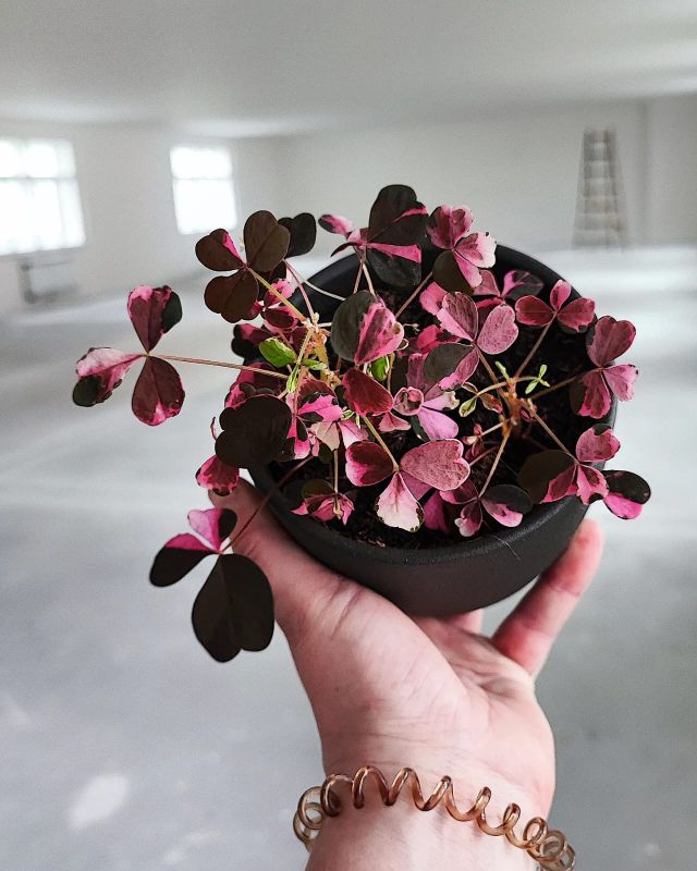 Oxalis Plum crazy