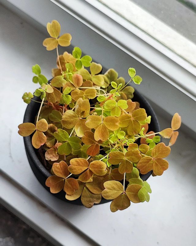 Oxalis Sunset Velvet