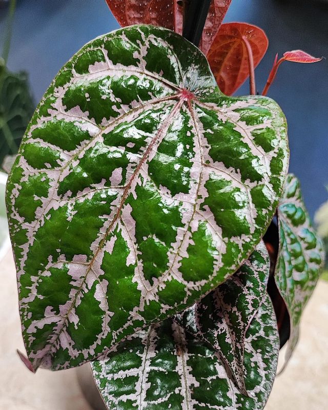 Celebeský pepř (Piper crocatum)