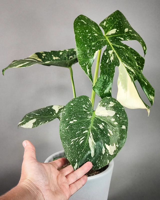 Monstera Deliciosa Thai constellation
