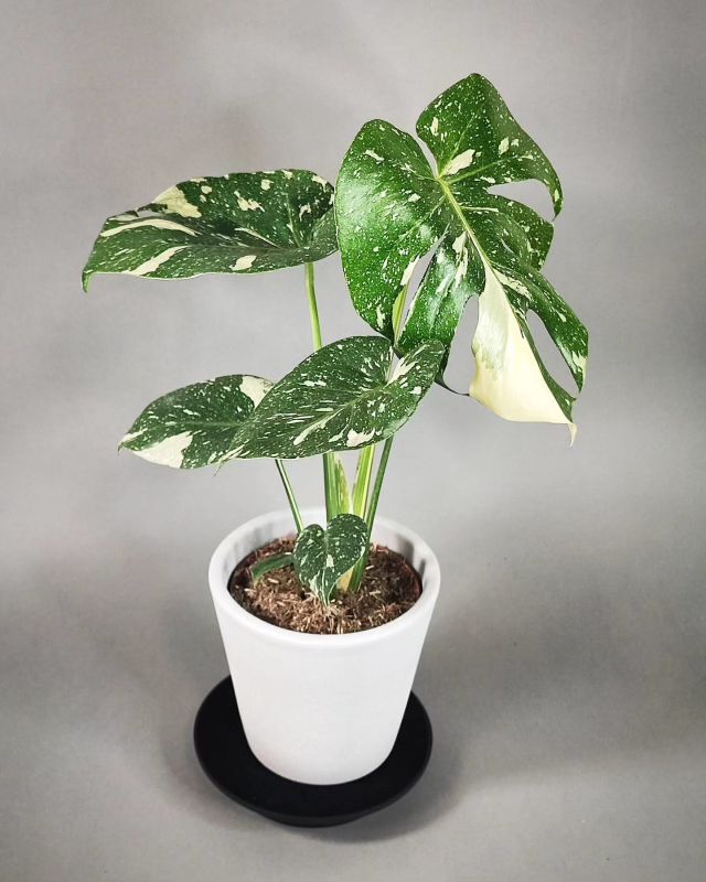 Monstera Deliciosa Thai constellation