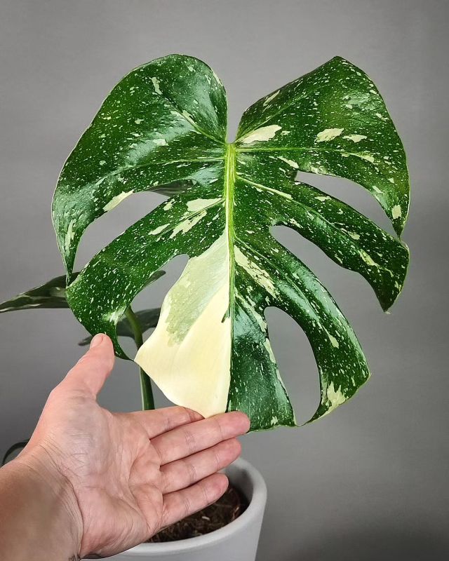 Monstera Deliciosa Thai constellation