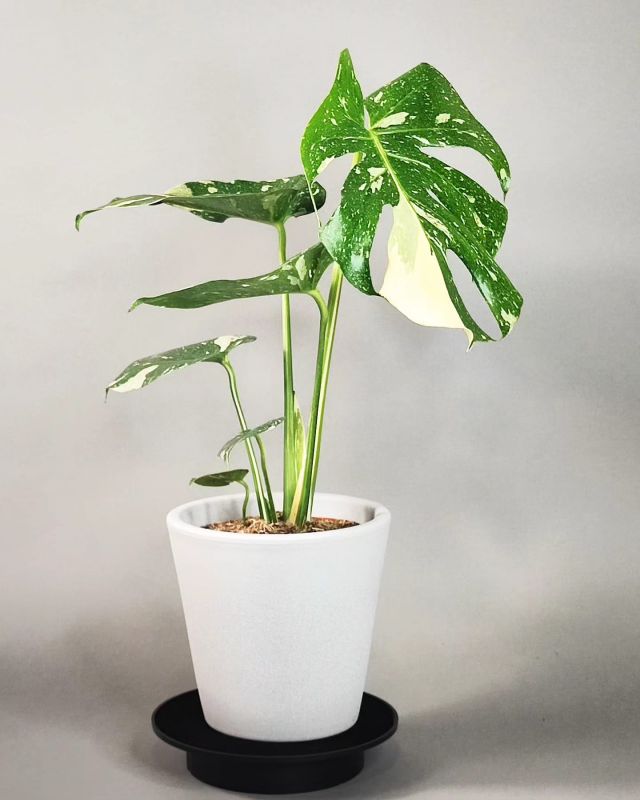 Monstera Deliciosa Thai constellation