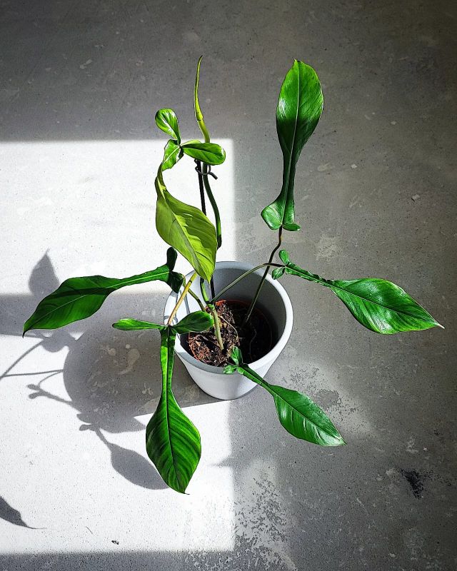 Philodendron Joepii