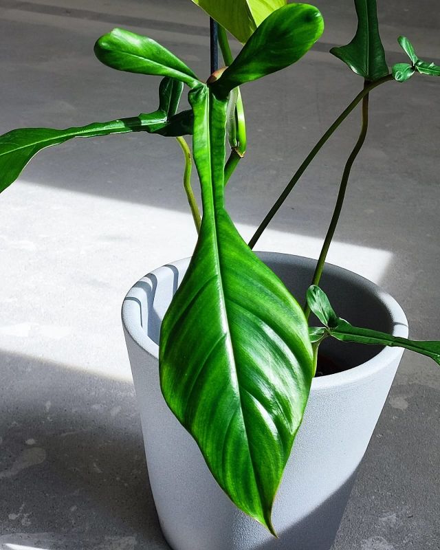 Philodendron Joepii