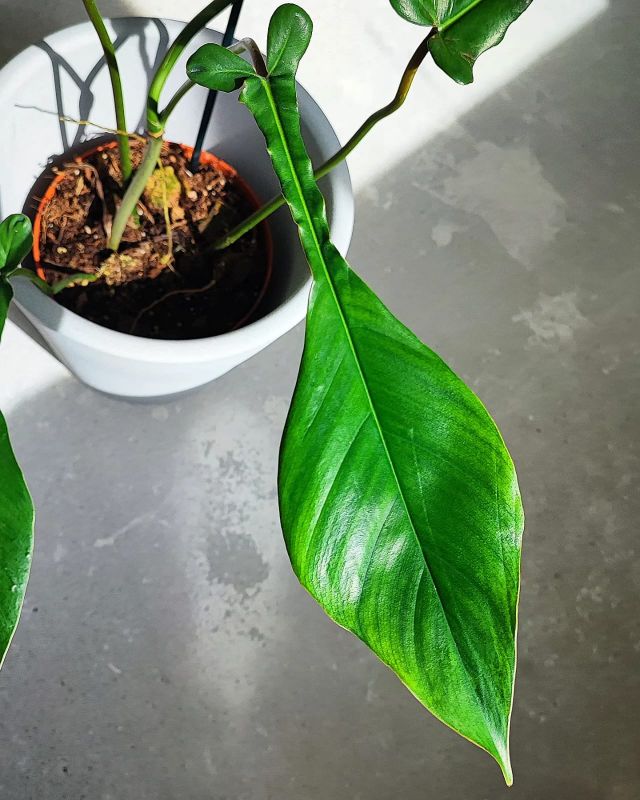 Philodendron Joepii