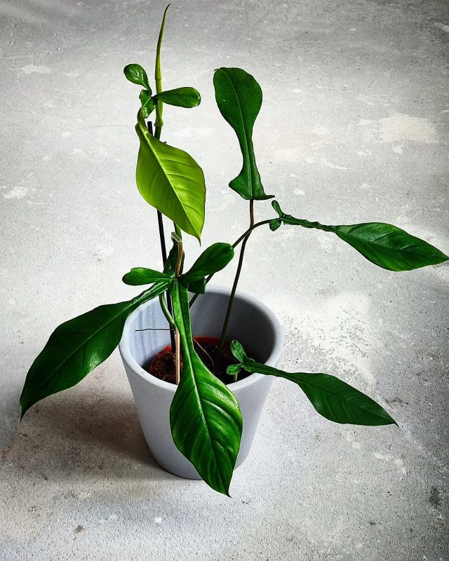 Philodendron Joepii