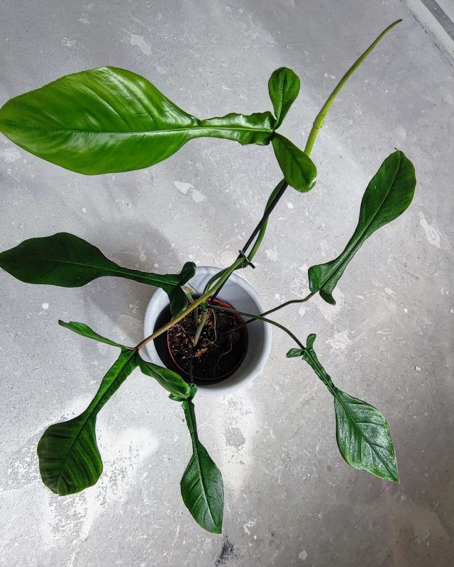 Philodendron Joepii