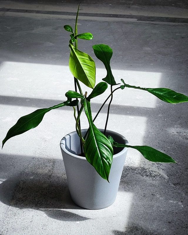 Philodendron Joepii