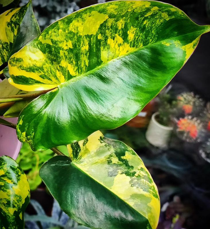 Philodendron Burle Marx Variegata