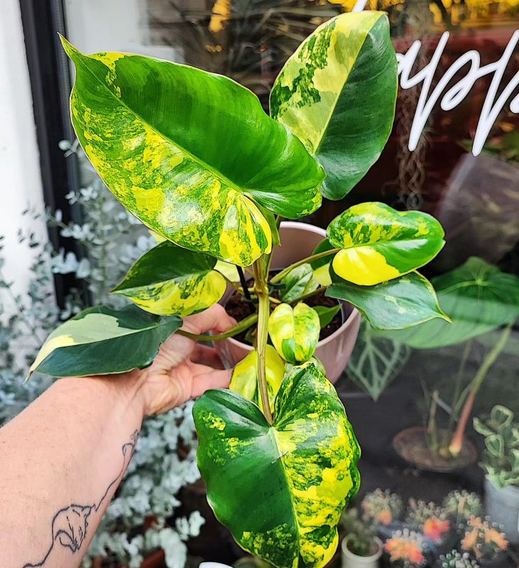 Philodendron Burle Marx Variegata