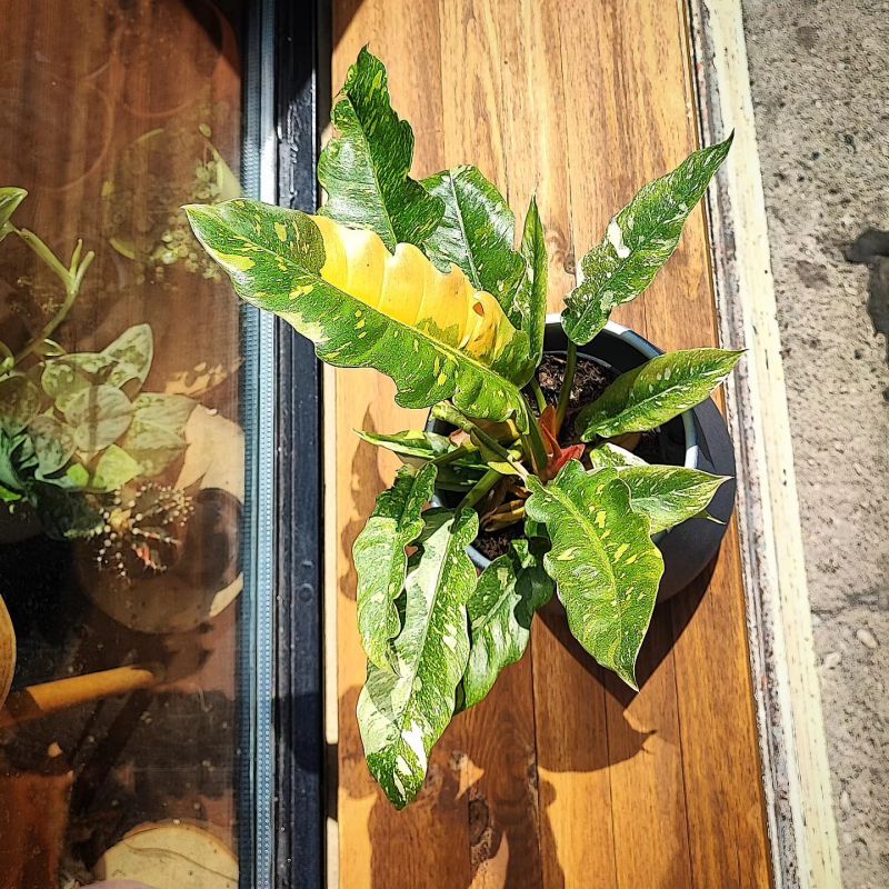 Philodendron Narrow Ring Of Fire