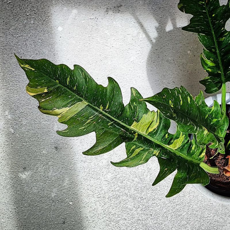 Philodendron Narrow Ring Of Fire