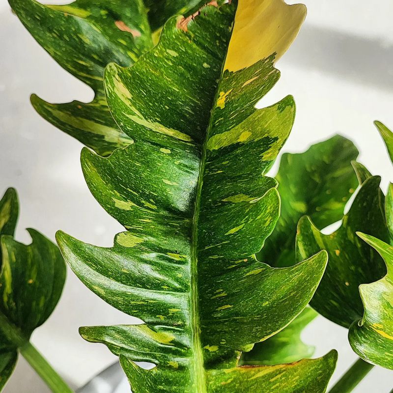 Philodendron Narrow Ring Of Fire