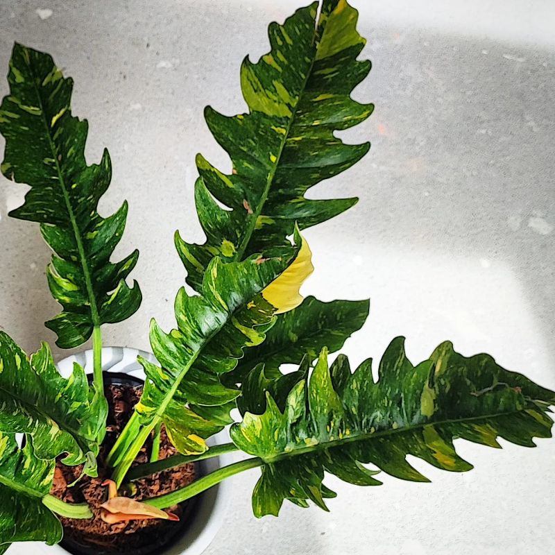 Philodendron Narrow Ring Of Fire