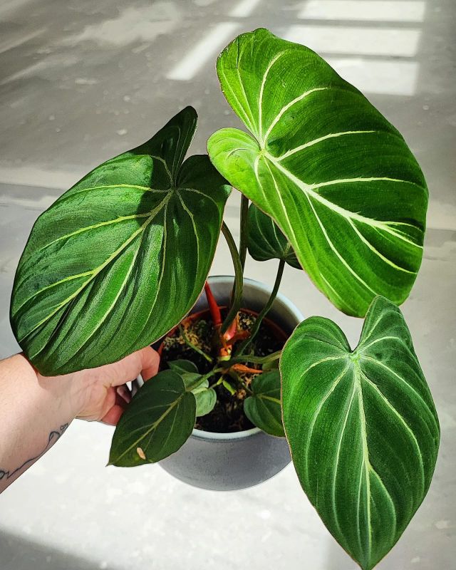 Philodendron Gloriosum Dark Form