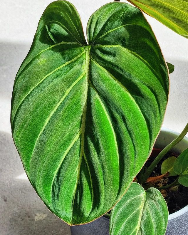 Philodendron Gloriosum Dark Form