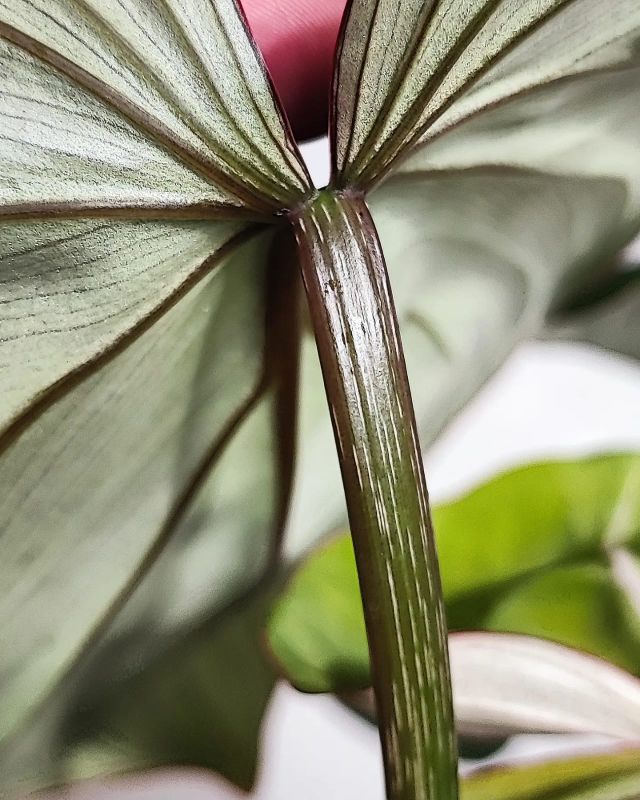 Philodendron Gloriosum Dark Form