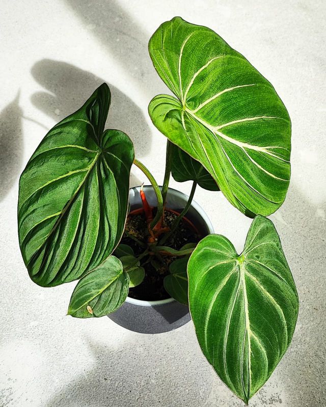 Philodendron Gloriosum Dark Form