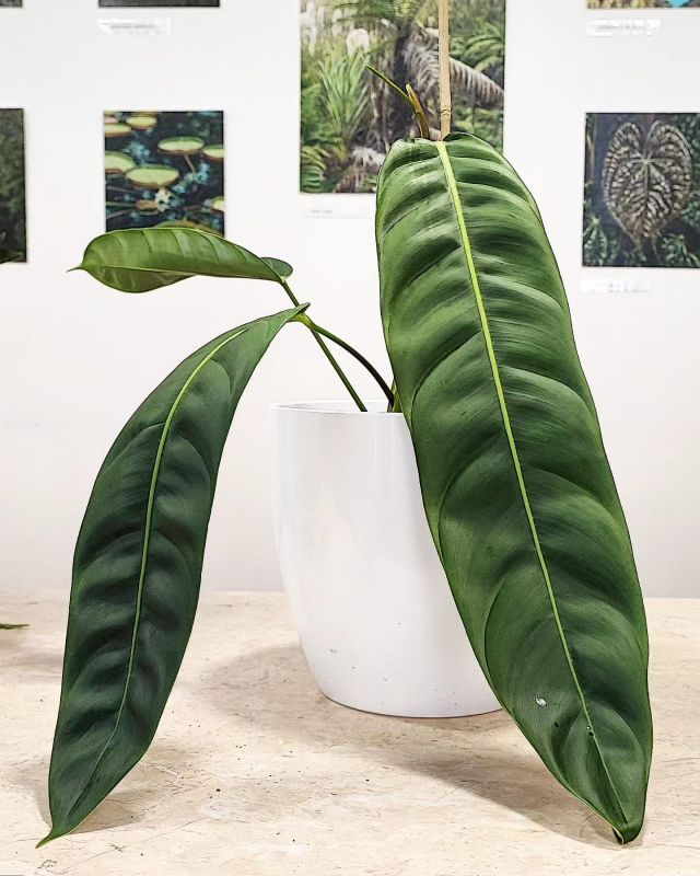 Philodendron Patriciae
