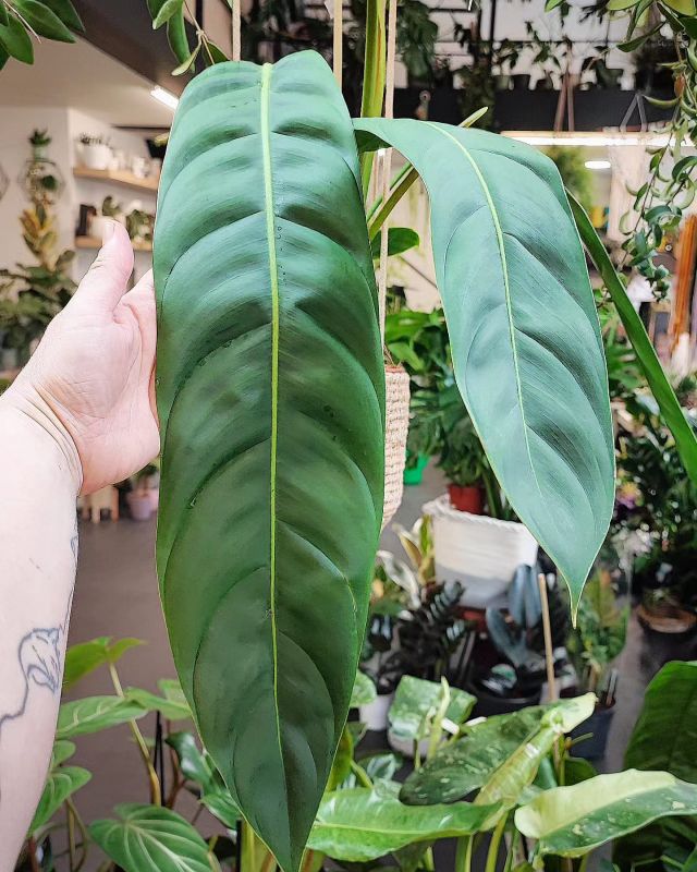 Philodendron Patriciae