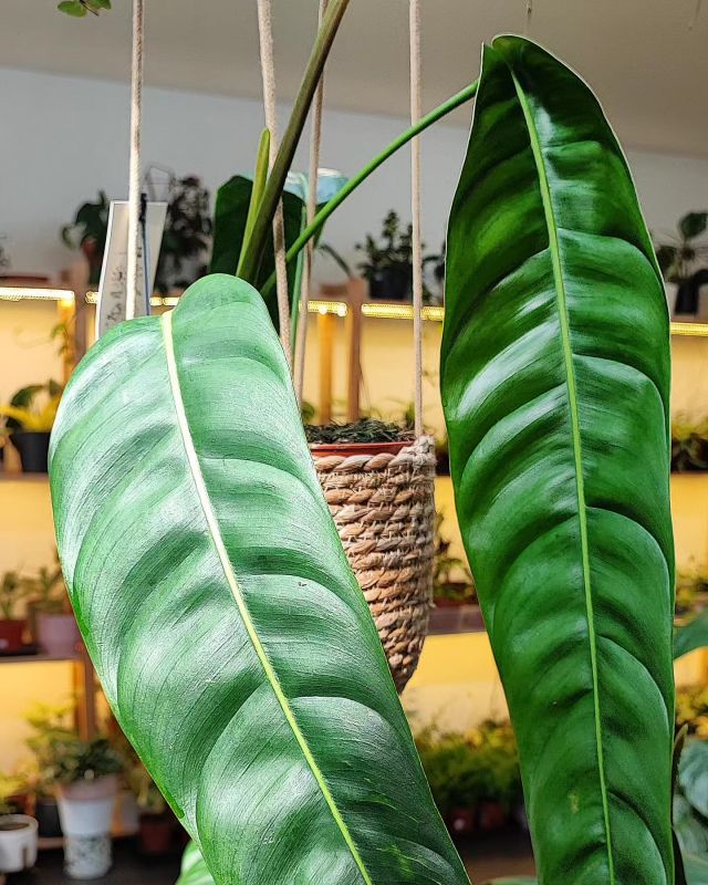 Philodendron Patriciae