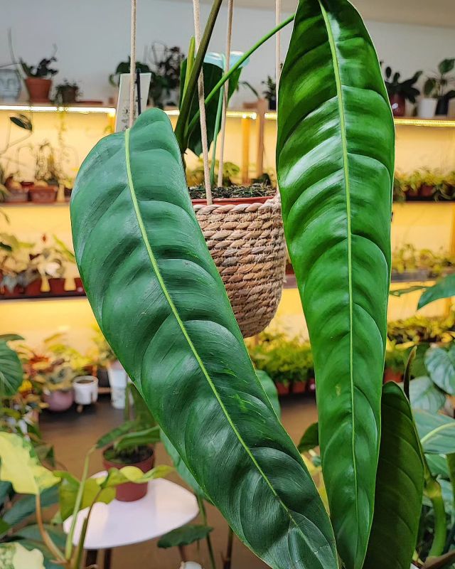 Philodendron Patriciae