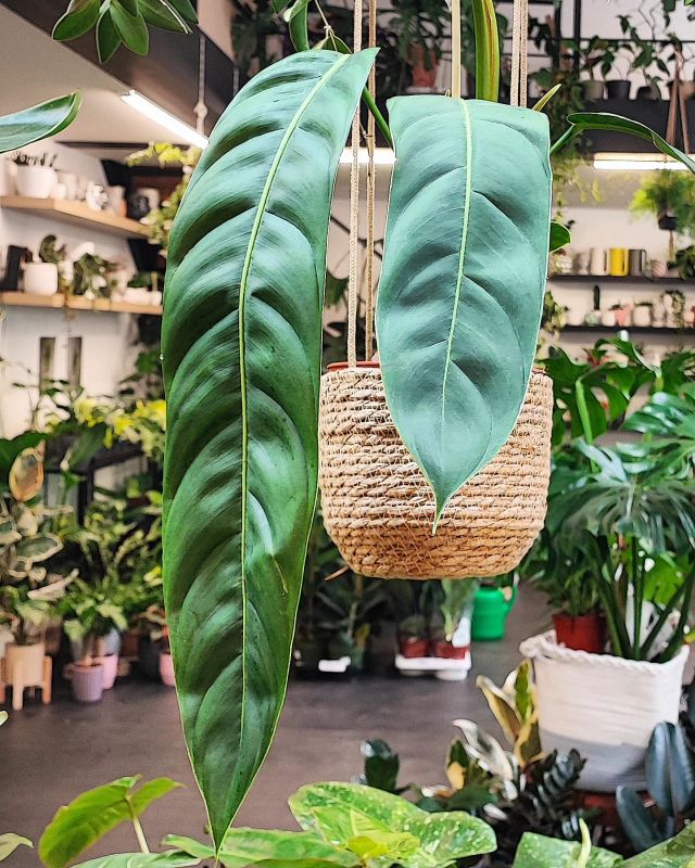 Philodendron Patriciae