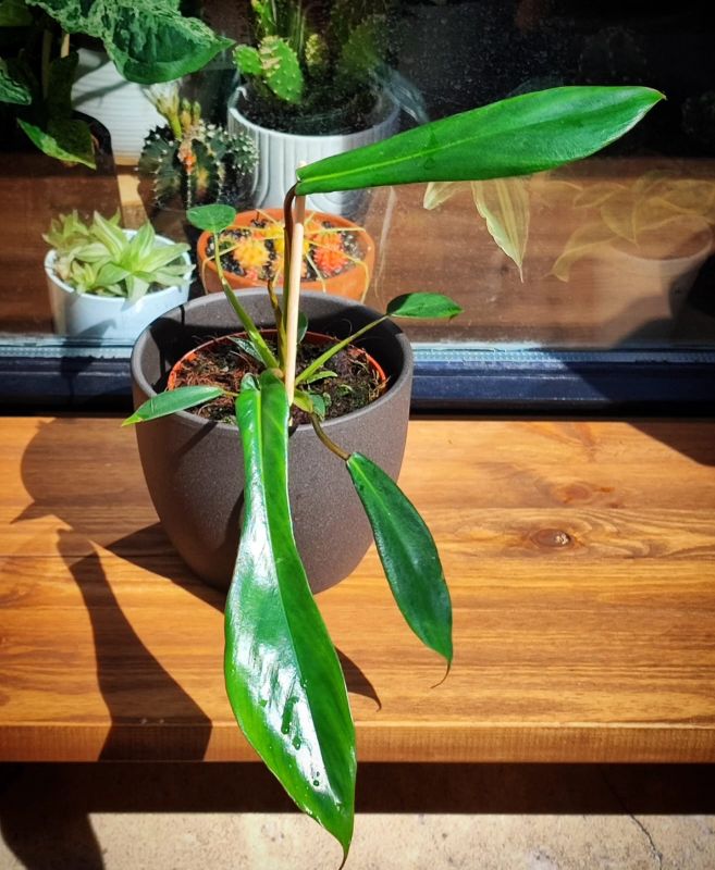 Philodendron Joepii Mladá rostlinka