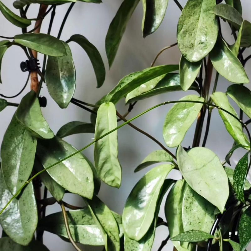 Hoya carnosa 'grey Ghost' ,nezakořeněný řez