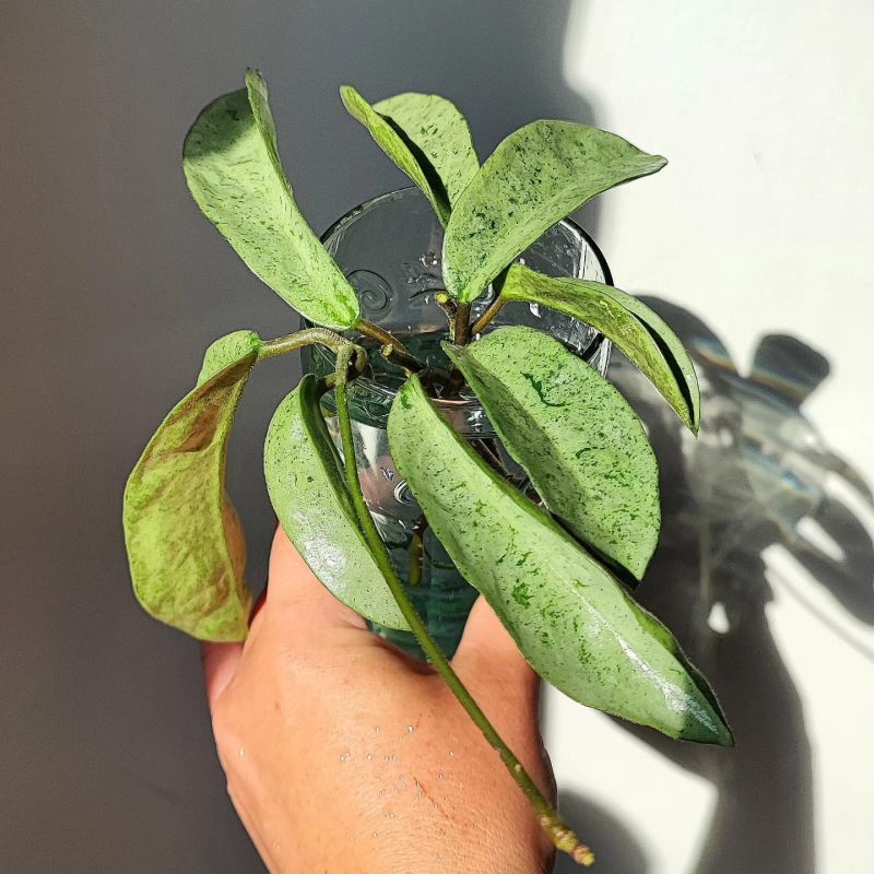 Hoya carnosa 'grey Ghost' ,nezakořeněný řez