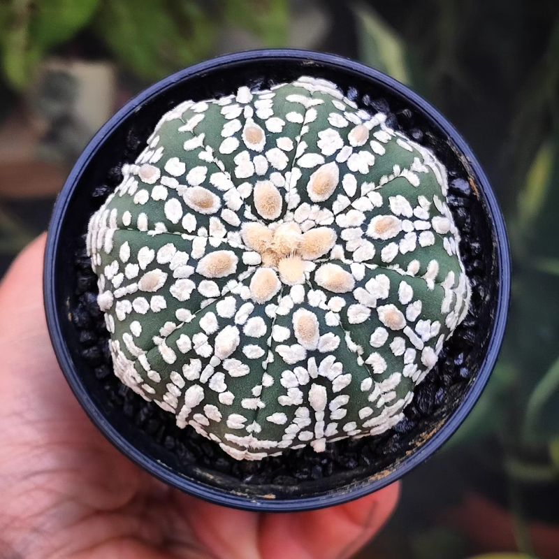 Astrophytum asterias