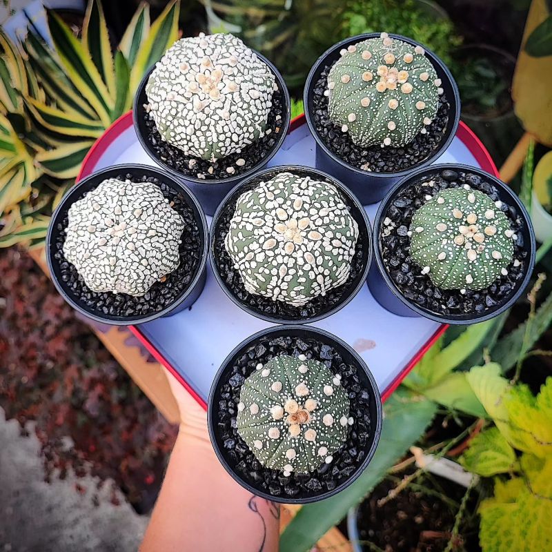 Astrophytum asterias