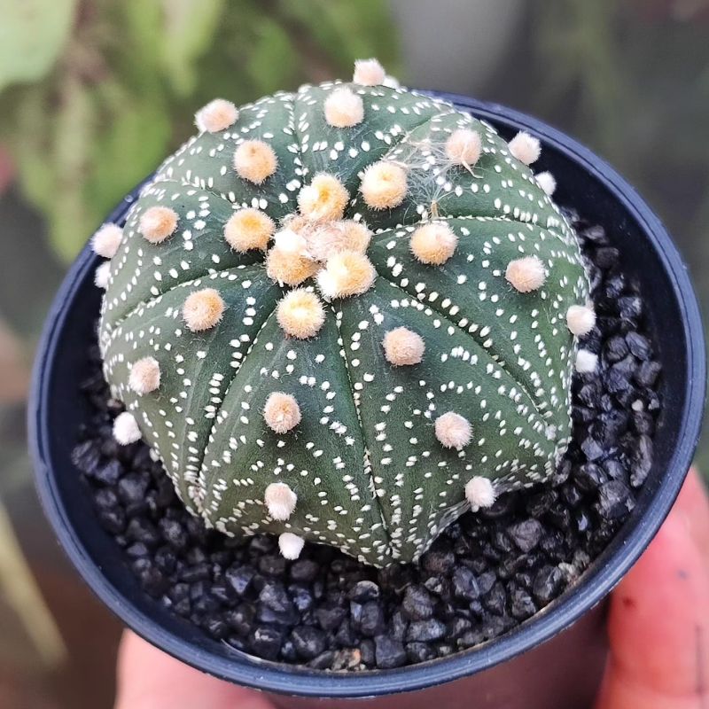 Astrophytum asterias