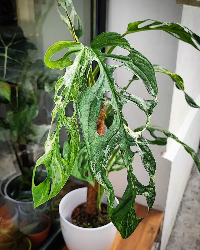 Monstera adansonii ‘Indonesian Marble’ řízek k zakořenění.