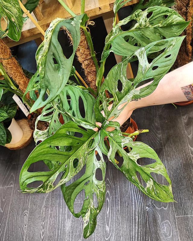 Monstera adansonii ‘Indonesian Marble’ řízek k zakořenění.