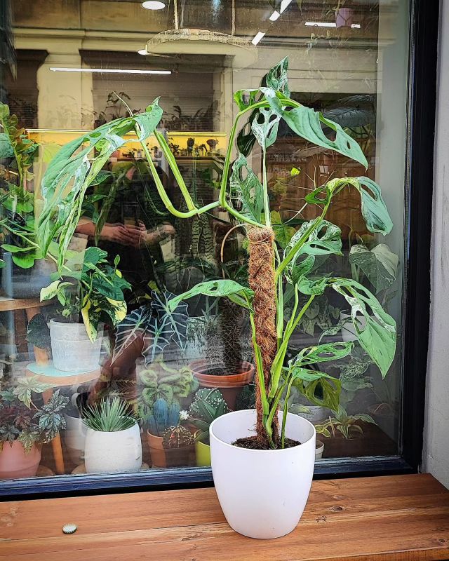 Monstera adansonii ‘Indonesian Marble’ řízek k zakořenění.