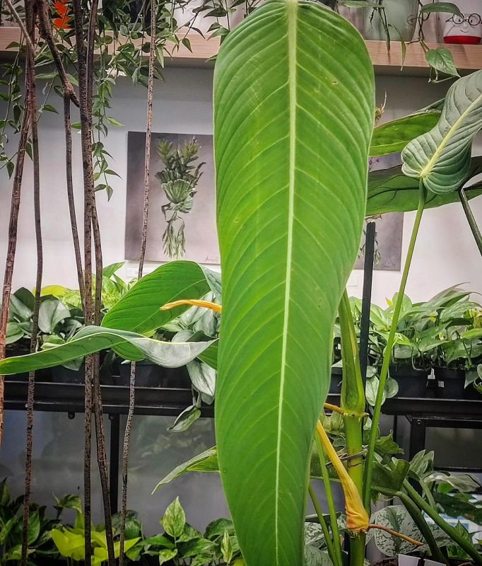 Philodendron Heterocraspedon