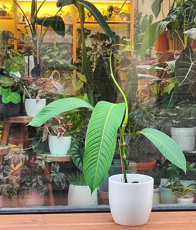 Philodendron Heterocraspedon