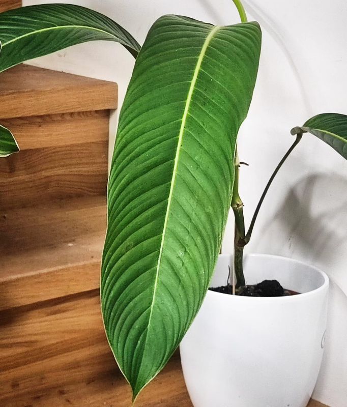 Philodendron Heterocraspedon
