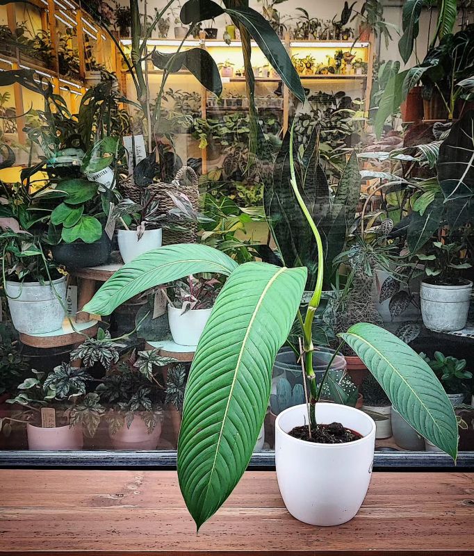 Philodendron Heterocraspedon